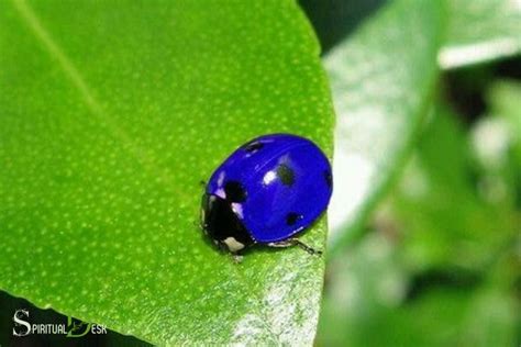 Steel Blue Ladybug Spiritual Meaning: Luck!