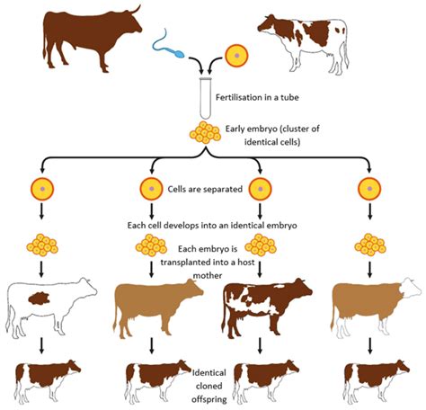 Real Cloned Animals