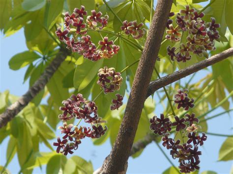 Sterculia foetida | Sterculiaceae (cacao family) » Sterculia… | Flickr
