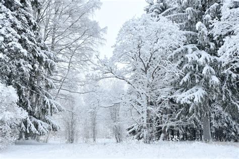 Winter Wonderland Forest Landscape Stock Image - Image of outdoors, fairytale: 209675845