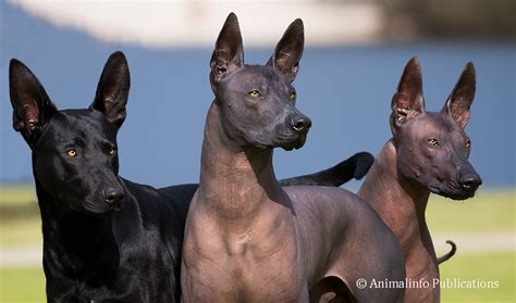 Xoloitzcuintle Breed Profile