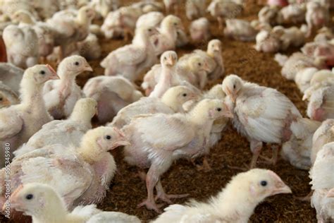 Poultry Farm with Young Broiler Chicken Stock Photo | Adobe Stock