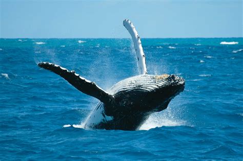 Whale Watching Tours Cairns - Private Charter Boat