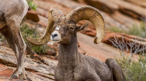 Where and when to see wildlife in Utah | KSL.com