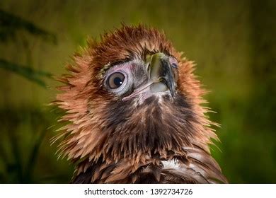 Wedge Tail Eagle Birds Prey Juvenile Stock Photo 1392734726 | Shutterstock