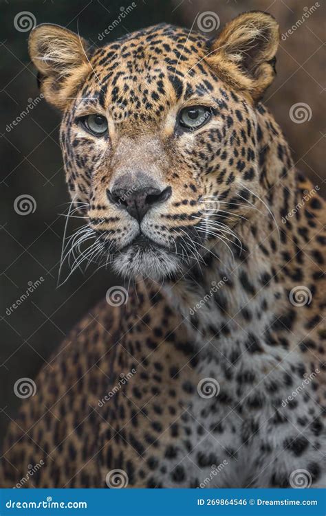 Sri lankan leopard stock photo. Image of black, green - 269864546