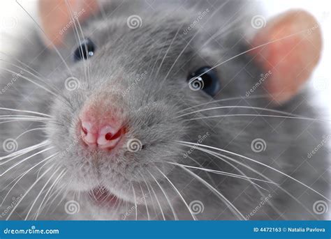 Rat's Face Stock Photos - Image: 4472163