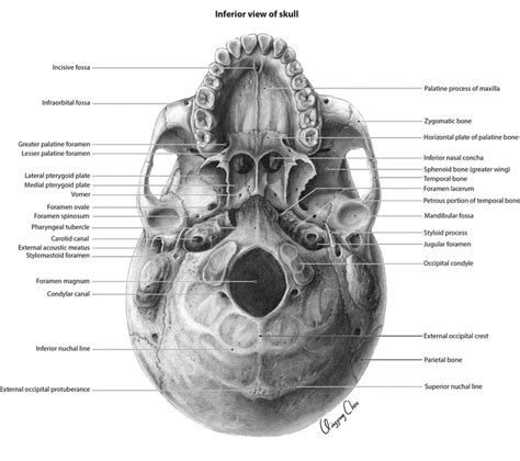 QCVisual Portfolio: Inferior View of the Skull - QCVISUAL