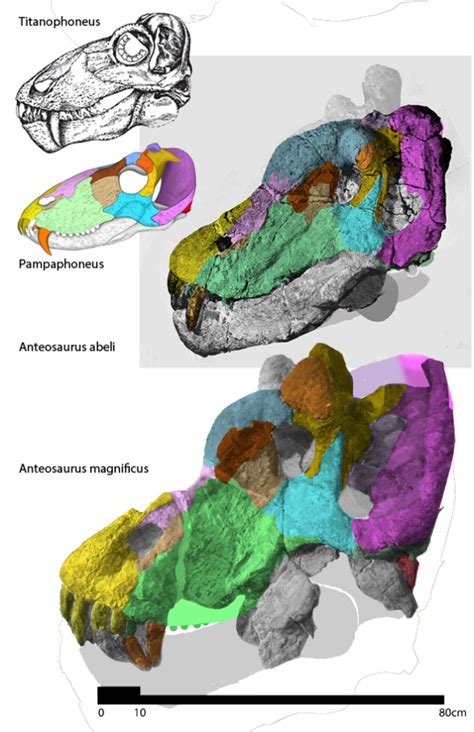 Pampaphoneus biccai enters the TST: Carnivore? Or herbivore? | The Pterosaur Heresies