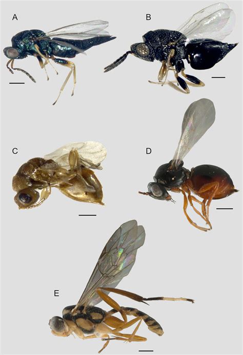 Eulophidae. A, Galeopsomyia fausta. Eurytomidae. B, Eurytoma sp.; C ...