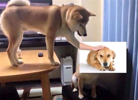 Another dog petting meme : r/PewdiepieSubmissions