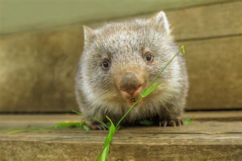 10 Cute Wombat Facts - The only animal with cube shaped poop - Top10HQ