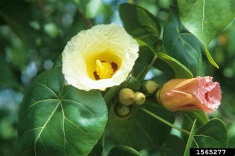 Meet A Tree: Sea Hibiscus - Talipariti tiliaceum