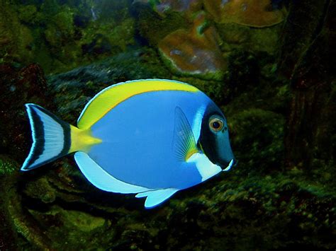 Powder Blue Surgeonfish ( Tang ) Indian Ocean, 23cm. | Beautiful fish, Tropical fish, Saltwater tank