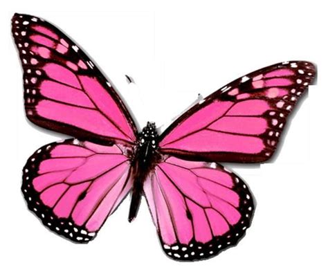 pink monarch butterfly | Cartoon butterfly, Pink butterfly, Butterfly images