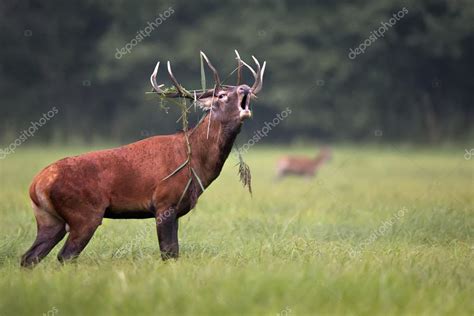 A red deer bellowing in the wild. — Stock Photo © johan10 #39048399