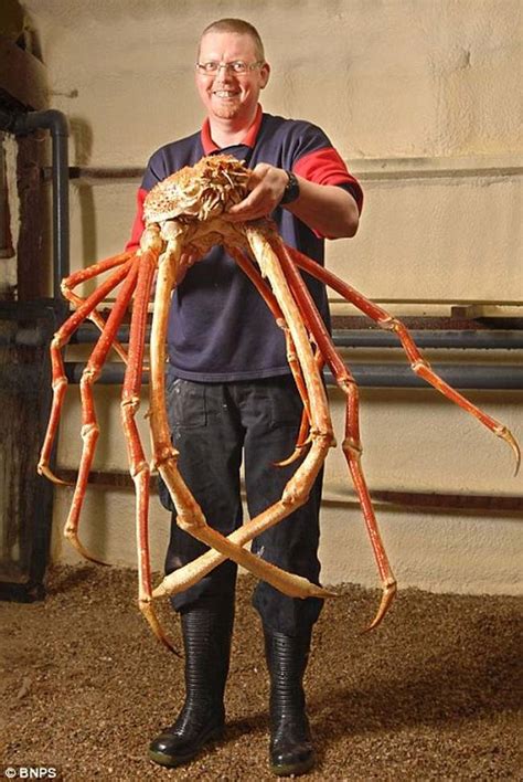 10 Reasons Why The Giant Spider Crab Is The Crustacean Of Your Nightmares. – ViralNova