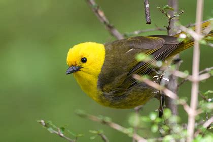 Elkeith Photography | New Zealand Bird Photography | New Zealand Bird Information | Yellowhead ...