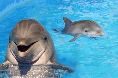 Dolphin | The Biggest Animals Kingdom