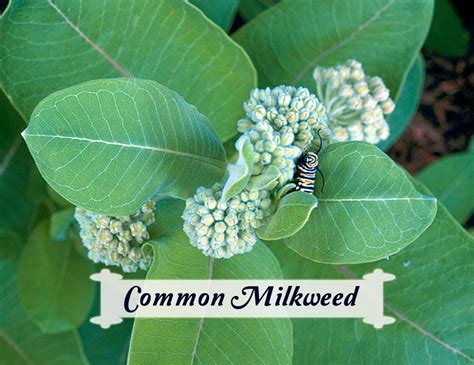 Asclepias syriaca- Common Milkweed for Monarch Caterpillars