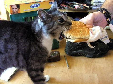 Cat eating a burger! | Funny animal pictures, Cute animals, Cat pics