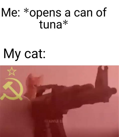 Russian Spy Cat : r/memes