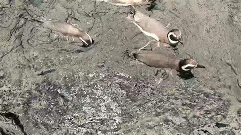 Penguins Playing and Swimming. Marine Life in Lisbon Oceanarium Stock Footage - Video of marine ...