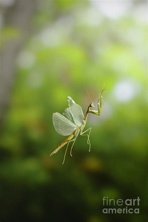 Praying Mantis In Flight Photograph by Scott Linstead