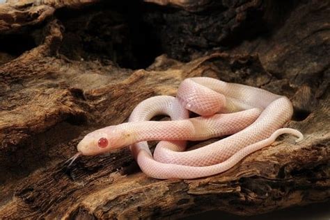 Albino Corn Snake Care Sheet: Diet, Habitat, & More for Beginners