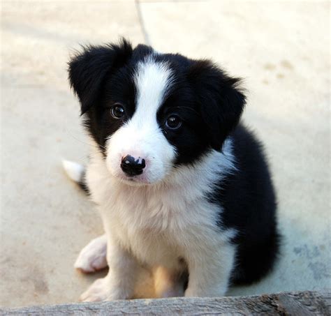 Border Collie Puppies, Photos, Breed Information, Training