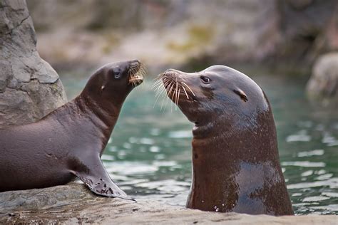 Two barking sea lions charge through crowd during breeding season at San Diego's La Jolla Cove