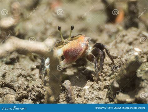 FIDDLER CRAB stock photo. Image of wetland, crab, stand - 228973170