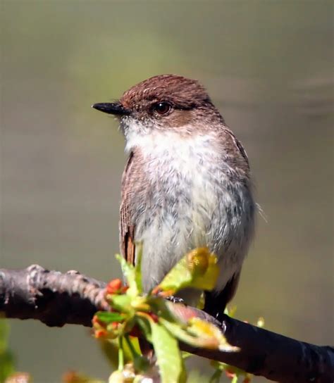 Top 20 Backyard Birds in Mississippi (Free Identification Printable) - Bird Advisors