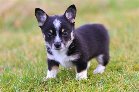 Cowboy Corgis: Available Puppies