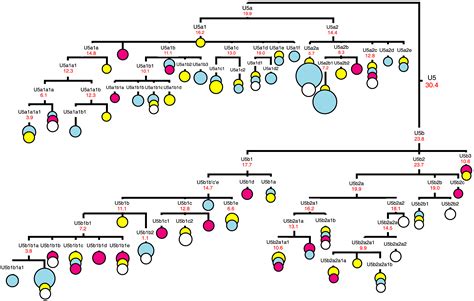 mtDNA Haplogroup U | Peace & Justice