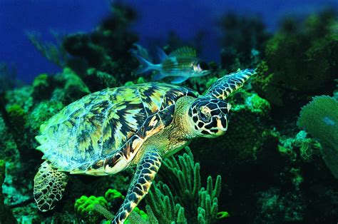 🔥 [90+] Sea Turtle iPhone Wallpapers | WallpaperSafari