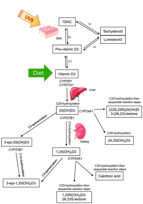 The major classical vitamin D pathway, whereby vitamin D3 is either... | Download Scientific Diagram