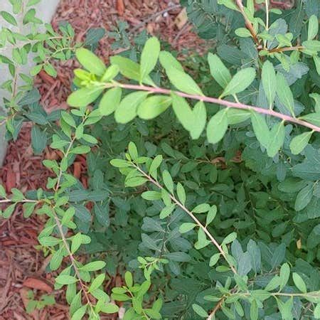 Birchleaf Spirea Plant Care: Water, Light, Nutrients | Greg App 🌱