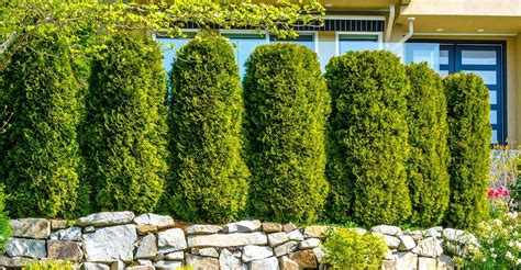 7 Fast Growing Trees For Ultimate Privacy In Your Garden