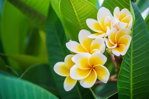 How To Grow Frangipanis | Better Homes and Gardens