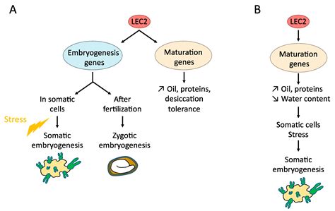 Plants | Free Full-Text | Genetic and Molecular Control of Somatic ...