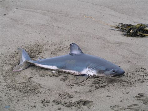 Mendonoma Sightings: A Salmon Shark was found at Manchester State Park ...