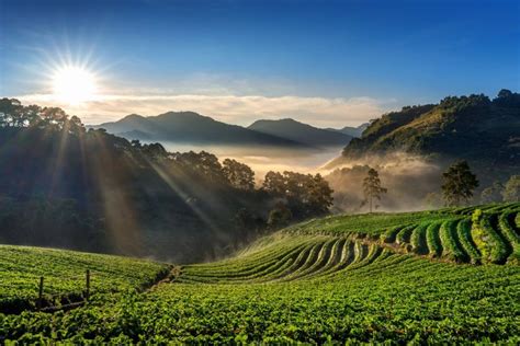 Kumpulan Contoh Puisi Pagi yang Cerah sebagai Inspirasi - Nasional ...