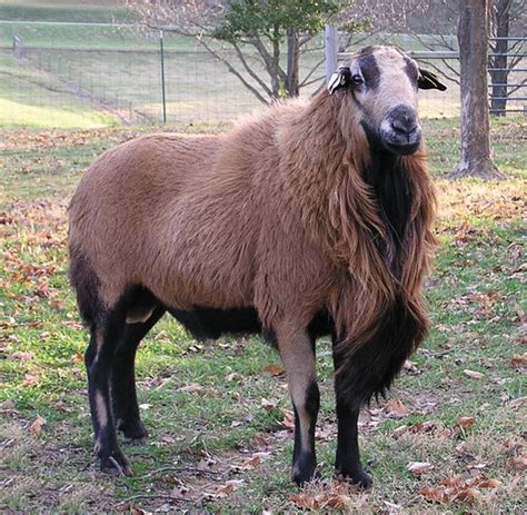 Barbados Blackbelly | Sheep Breeds