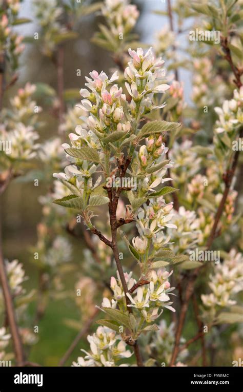 Serviceberry Bush - Amelanchier Canadensis Canadian Serviceberry ...