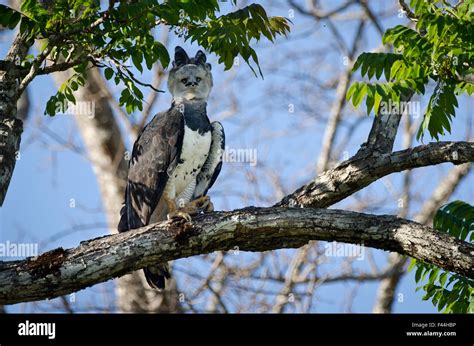 Harpy Eagle Vs Jaguar Order Prices | www.normanfinkelstein.com