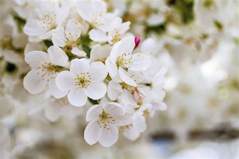 Landscaping tip: Three great flowering trees for Portland gardens ...