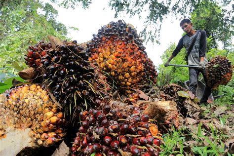 Eropa Dilanda Krisis Minyak Bunga Matahari, Minyak Sawit Indonesia Dilirik - Mediatani