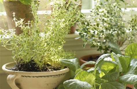 5 Best Herbs for Container Gardening