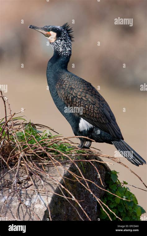 Great Cormorant in breeding plumage Stock Photo - Alamy